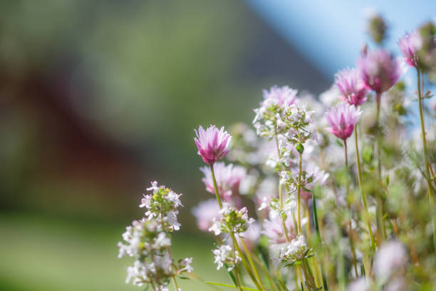 Chive and Thyme flowering in the garden, blue sky, copy space, no people, springtime cheerful image stock photo