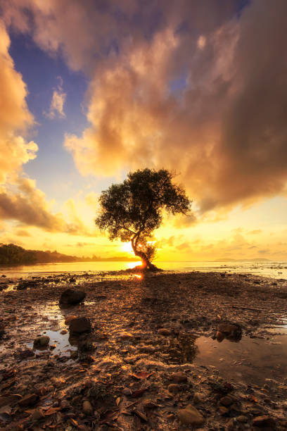 istock Alone mangrove tree at sunrise with beautiful dramatic sky on the beach at Chumphon province, Thailand. Sun shines through the mangrove trees. 1317887413
