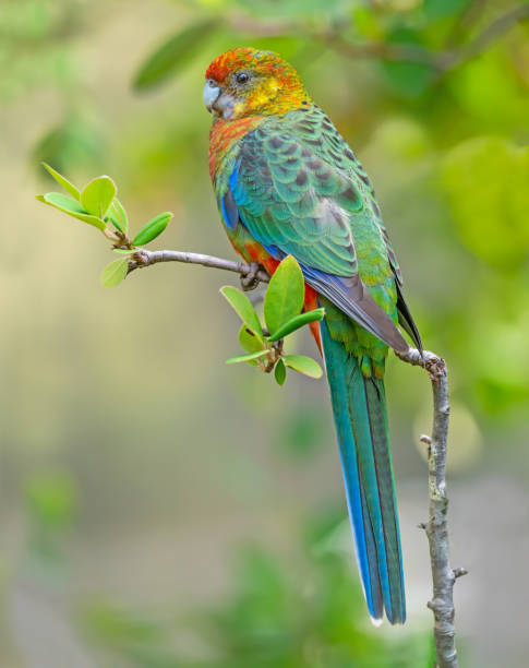 istock A Female Western Rosella 1317889812