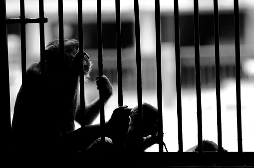 Abstract Black and white of Caged monkey, Concept of animal cruelty And freedom