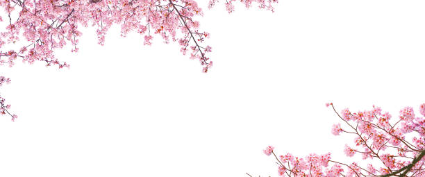 istock Pink cherry blossom (sakura) in spring season isolated on white background with blank copy space. 1317890891