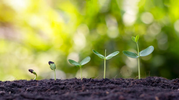 Presentation of plant germination sequence and plant growth concept in suitable external environment.