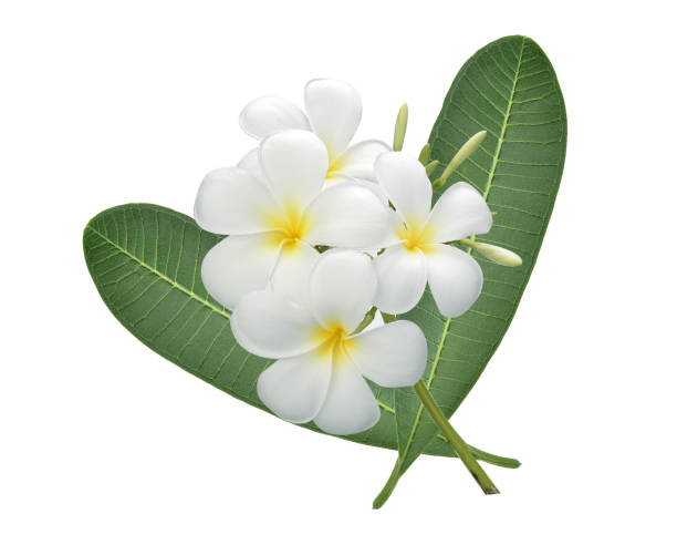 istock White plumeria and green leaves isolated on white background 1317895108