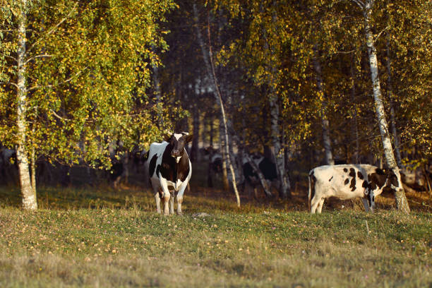 istock Cows are coming from the pasture in the evening 1317896044