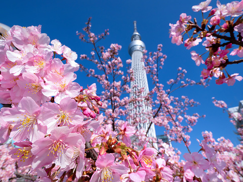 Sumida Ward, Tokyo, Japan, February 22, 2021: Tokyo Sky Tree and cherry blossoms in full bloom. Tokyo Sky Tree is one of the most famous landmarks in Tokyo.