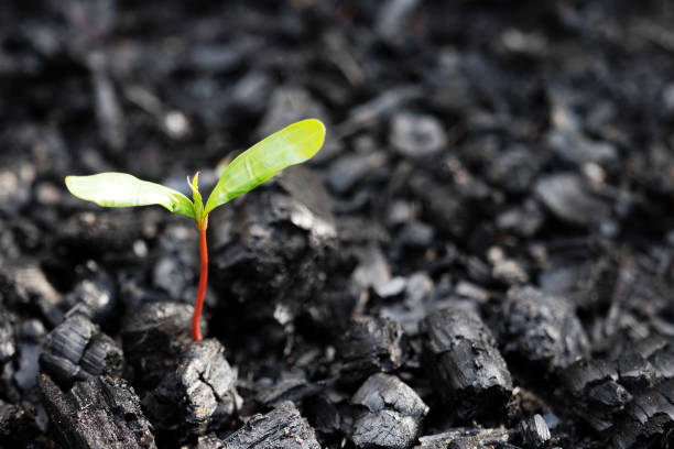 死後の生活、火の後の石炭に緑色の芽が出る。火事の後の自然の再生。再生コンセプト - seedling tree plant green ストックフォトと画像
