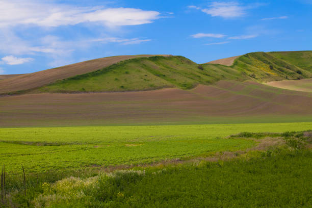 Undulating, rolling wheat fields of the Palouse area of Washington state in spring