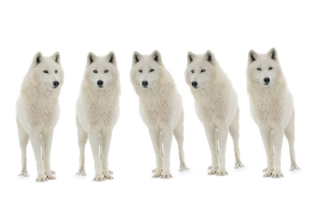 istock pack of  polar wolves (Canis lupus tundrarum) isolated on white 1317899985