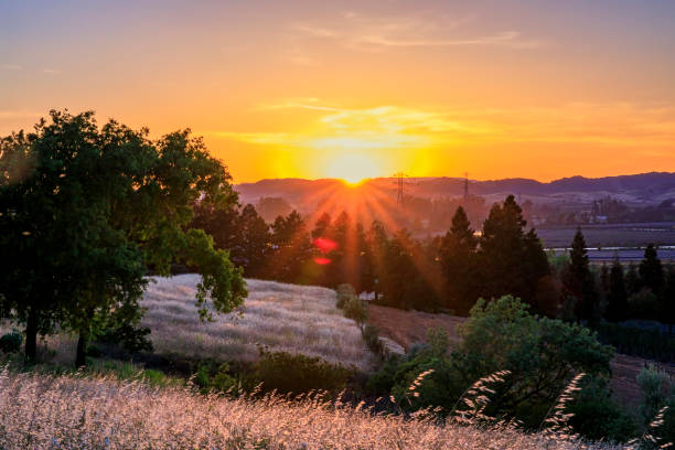 미국 캘리포니아 주 나파 밸리의 일몰에 태양 플레어가 있는 풍경 - vineyard napa valley agriculture sunset 뉴스 사진 이미지