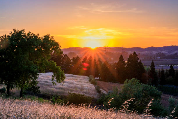 paisagem com um raio de sol ao pôr do sol em napa valley, califórnia, eua - vineyard napa valley agriculture sunset - fotografias e filmes do acervo