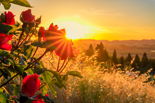 Close view of a silhouette of a blooming red rose with sun flare at sunset at a vineyard in the spring in Napa Valley, California, USA