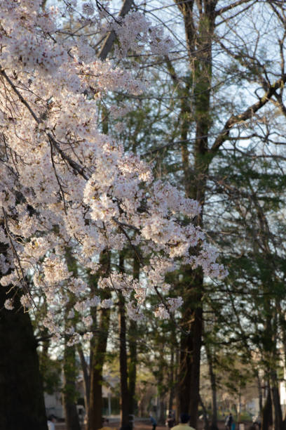 pink cherry blossom sakura trees isolated against bright sky perspective with flower petals - spring vertical cherry blossom color image imagens e fotografias de stock