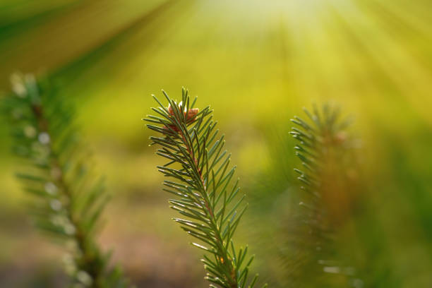 istock Spruce branch with needles and small cones close-up. 1317900309