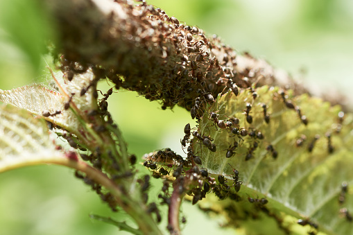 Invasion of black ants crawling on green leaf and branch of a tree in springtime. Macro insects in nature.