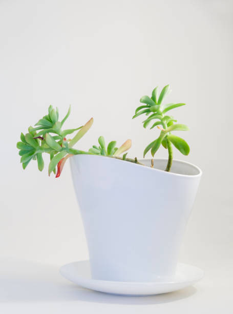 istock White pot with small succulent plant. 1317902027