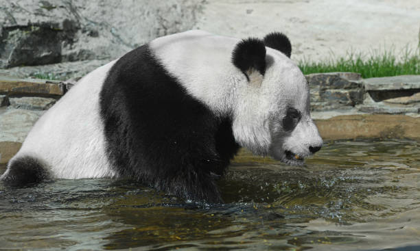 istock Morning Water procedures of Giant panda (Ailuropoda melanoleuca) 1317902365