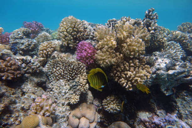 istock coral reef in Egypt, Makadi Bay 1317902503