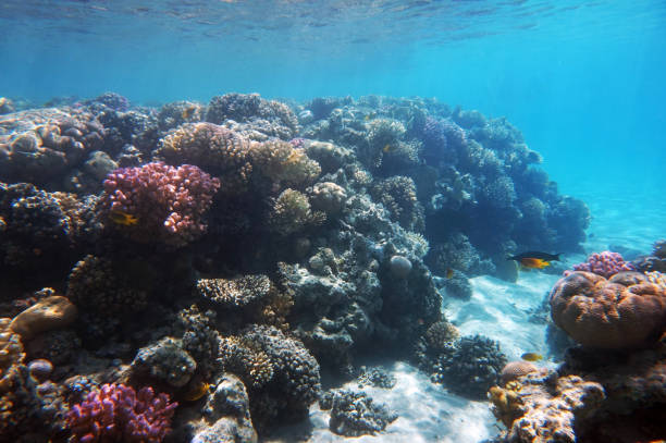 istock coral reef in Egypt, Makadi Bay 1317902504