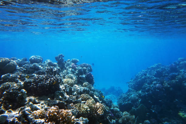istock coral reef in Egypt, Makadi Bay 1317902706