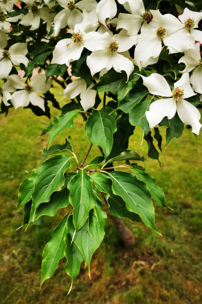 istock cronus cousa plant flowers 1317903035