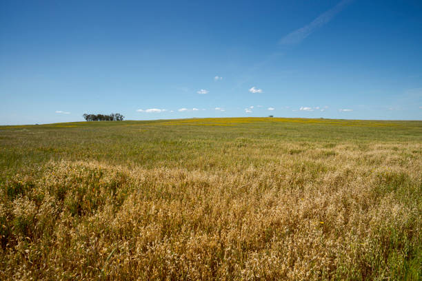 yellow wheat field beautiful landscape