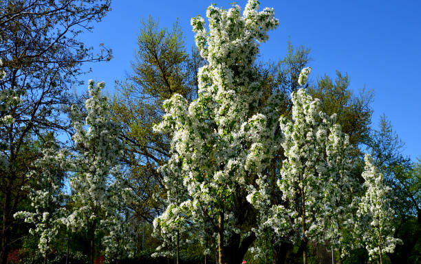 A small tree with an upright habit. The leaves are initially light green, then pure green. Pink buds from April pure white flowers. Beautiful orange-colored fruiting bodies with red flowers lasting until winter. tree in a small garden. malus baccata street parade un pequeño árbol con un hábito vertical. las hojas son inicialmente de color verde claro, luego de color verde puro. cogollos rosados de abril flores blancas puras. hermosos cuerpos fructíferos de color naranja con flores rojas que duran hasta el invie