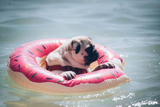 istock Cute pug floating in a swimming pool with a pink donut ring flotation device 1317904534