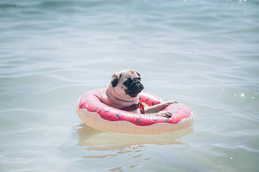 A dog of the Mops breed floats on an inflatable ring in the sea
