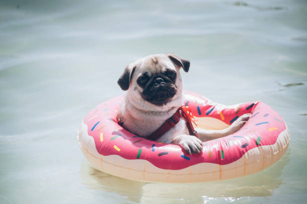 Cute pug floating in a swimming pool with a pink donut ring flotation device A dog of the Mops breed floats on an inflatable ring in the sea inflatable ring photos stock pictures, royalty-free photos & images