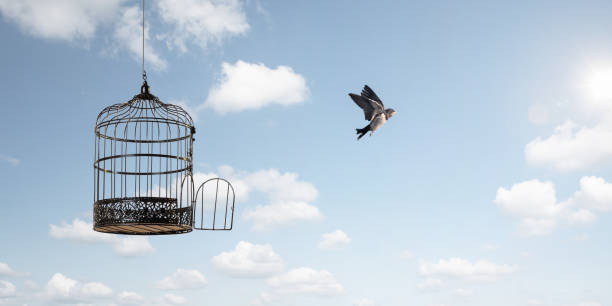 Bird flying to freedom Bird flying away out of an open birdcage. Blue sky background with clouds and the sun. bird cage stock pictures, royalty-free photos & images