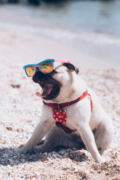istock Fun dog mops in sunglasses resting on the beach 1317906830