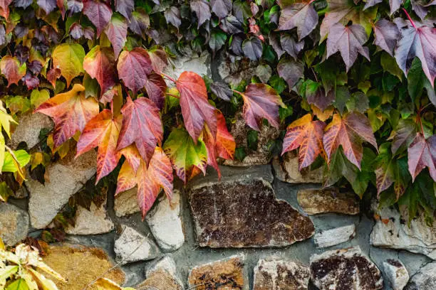 Photo of A very beautiful plant climbing the wall in colorful autumn colors, red and green.  Nature in parks, fresh air and walks in the countryside