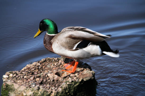 A close up of a Mallard Duck