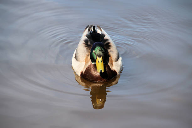 istock A close up of a Mallard Duck 1317907613