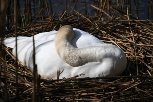istock A close up of a Mute Swan 1317907635