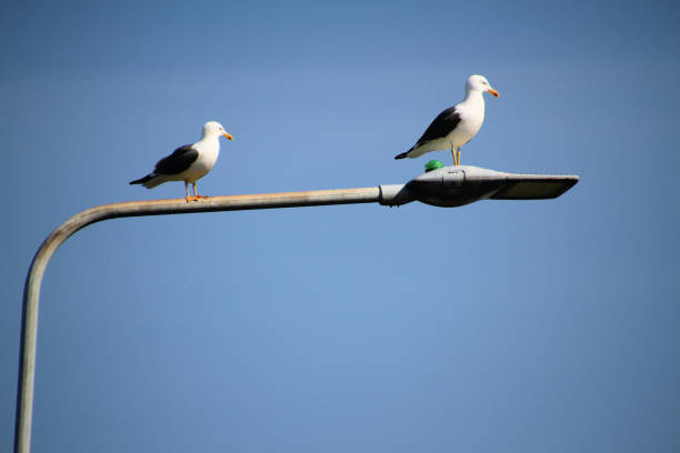 istock A seagull on a street light 1317907641