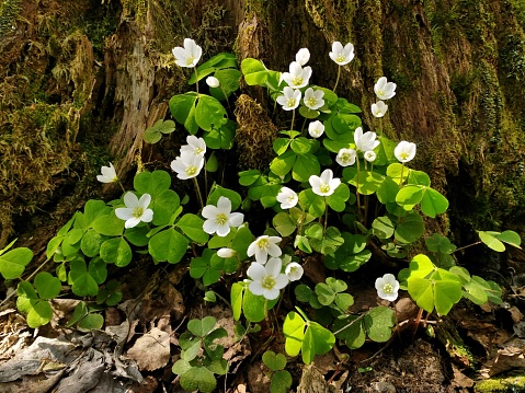 Wood Sorrels (genus Oxalis) or sour grass in a forest sunny natural conditions. Edible wild forest plant.