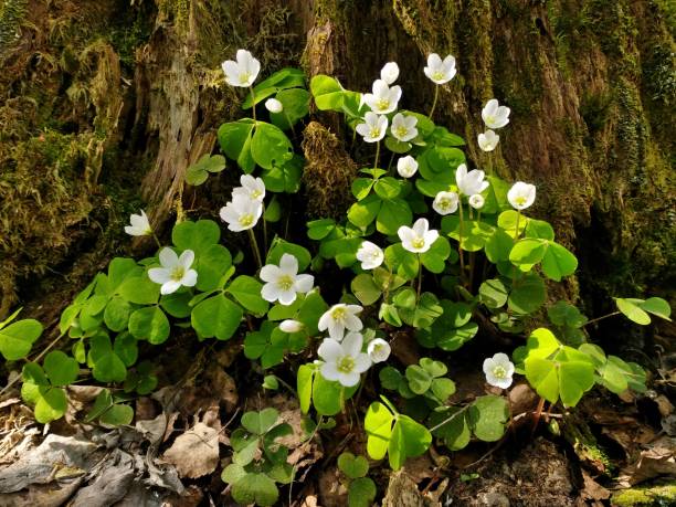 Wood sorrels in the forest close up. Wood Sorrels (genus Oxalis) or sour grass in a forest sunny natural conditions. Edible wild forest plant. oxalis acetosella flowers stock pictures, royalty-free photos & images