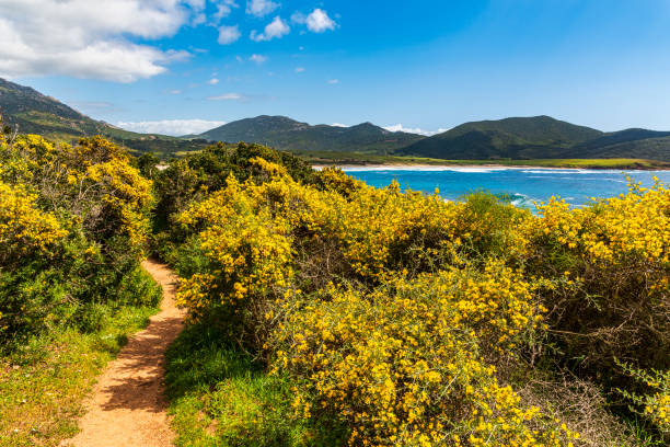 Corsica coast in spring a coastal path lined with flowers on the Corsican coast in spring furze or gorse ulex europaeus stock pictures, royalty-free photos & images