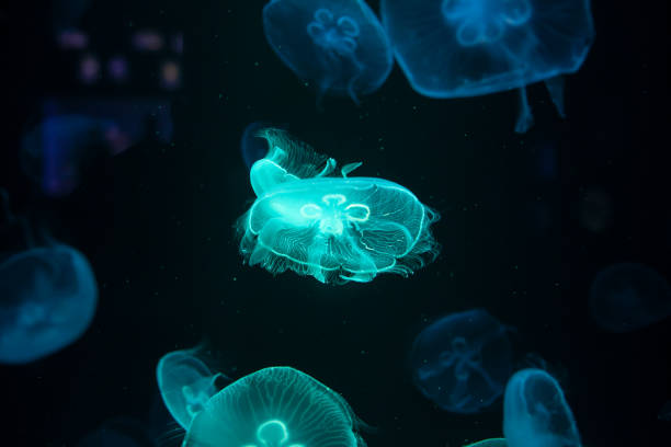 istock closed up of beautiful moon jellyfish 1317908892