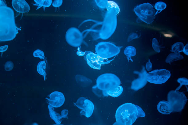 istock closed up of beautiful moon jellyfish 1317909098