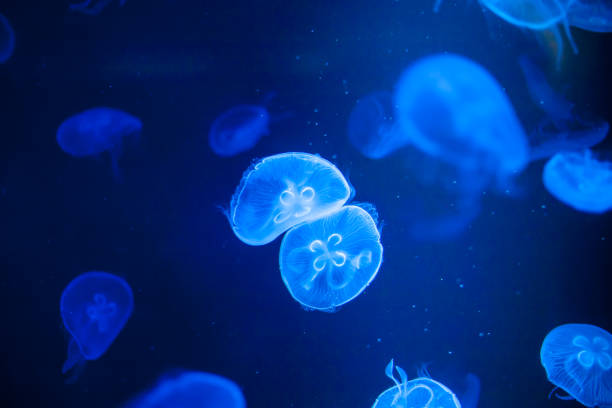istock closed up of beautiful moon jellyfish 1317909120