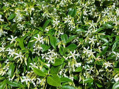 Trachelospermum jasminoides confederate, southern, star jasmine flowering plant sunny day background. Wild fresh aromatic jasmin with white flowers green leaves. Perfume oil used for perfumery.