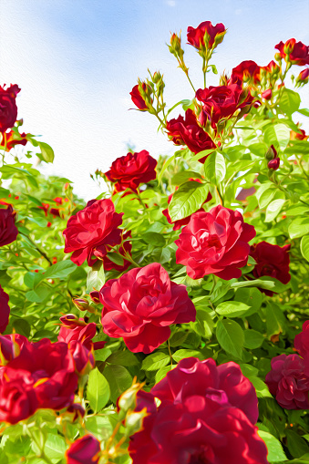 Photo of climbing rose against blue sky with oil painting filter applied