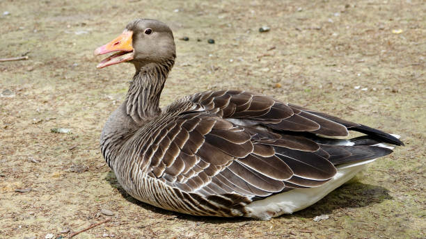 istock Goose, gray goose, older bird 1317911197