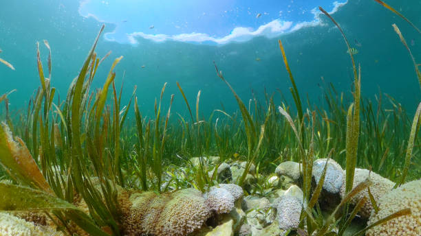istock Coral reef and tropical fish. Philippines 1317911579