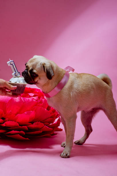 divertido perro de cumpleaños comiendo pastel con una vela delante de él en el fondo rosa - paper craft brown wrinkled fotografías e imágenes de stock