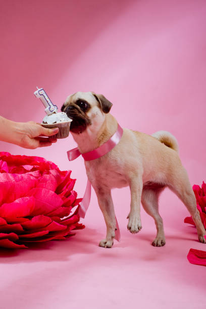 divertido perro de cumpleaños comiendo pastel con una vela delante de él en el fondo rosa - paper craft brown wrinkled fotografías e imágenes de stock