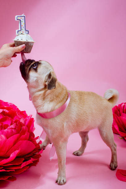 divertido perro de cumpleaños comiendo pastel con una vela delante de él en el fondo rosa - paper craft brown wrinkled fotografías e imágenes de stock