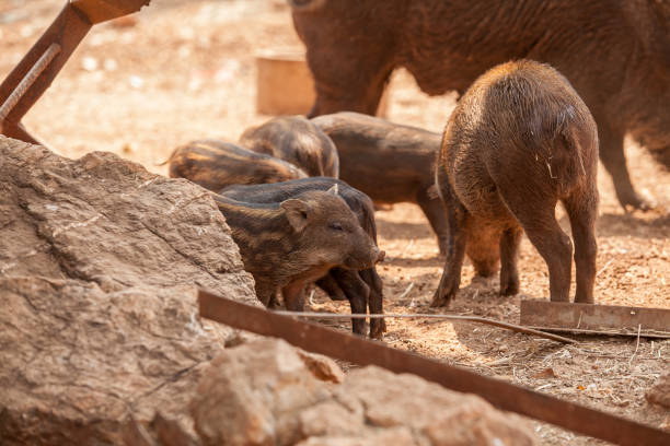 istock boar eating food on the floor 1317913306